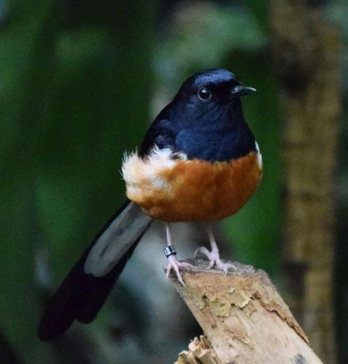 How The White Rumped Shama Live