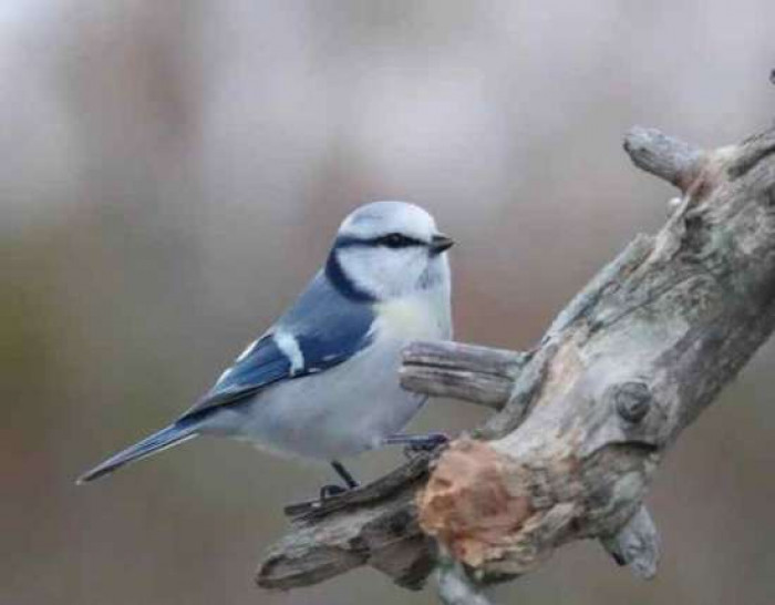 Although there are no seperate names for either male or female Azure tits, they are know with different popular names in different regions.