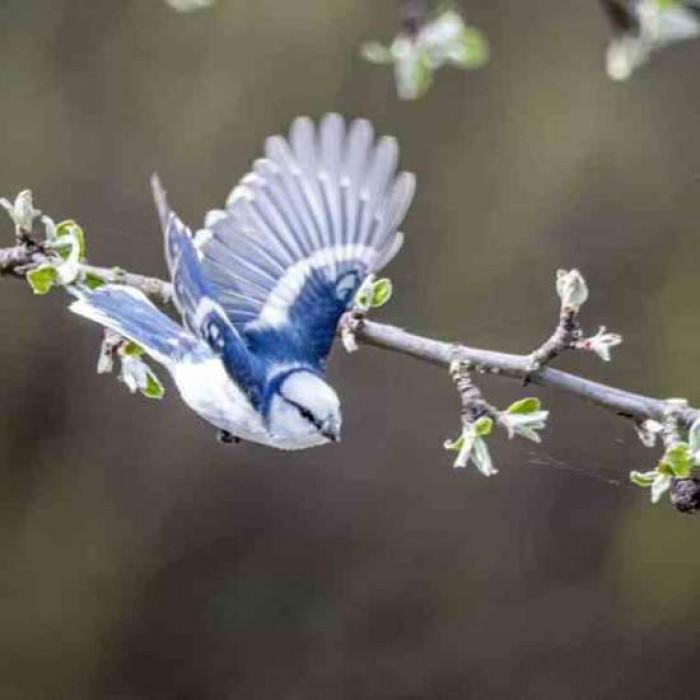 They are monogamous and like mentioned, they would have a blue crown if they interbred with a Eurasian blue tit as opposed to its regular white crown