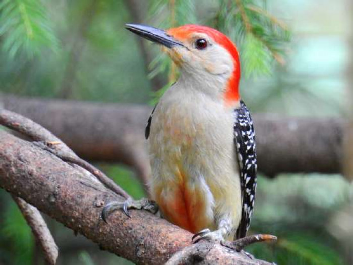 Meet the red headed woodpecker
